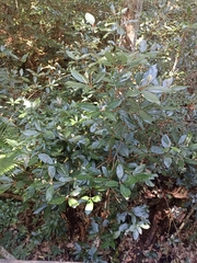 Neolitsea dealbata