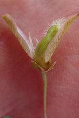 Polygala bracteolata