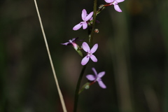 Stylidium graminifolium
