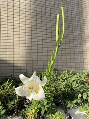 Lilium formosanum