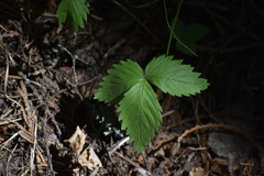 Fragaria