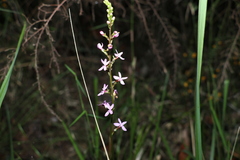 Stylidium graminifolium