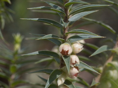 Melichrus urceolatus