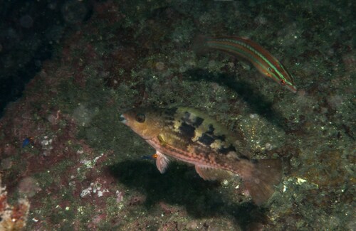 Guinean parrotfish (Scarus hoefleri) — Scaridae — 5