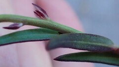 Polygala bracteolata