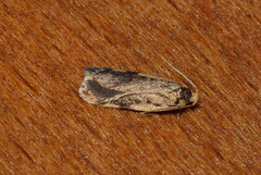 Hoplostega ochroma