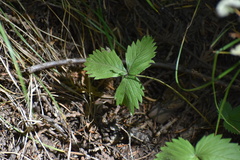Fragaria