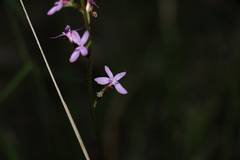 Stylidium graminifolium