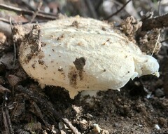 Amanita farinacea