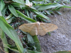 Idaea aversata