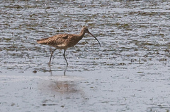 Numenius madagascariensis