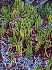 Carpobrotus edulis