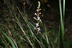 Stylidium graminifolium