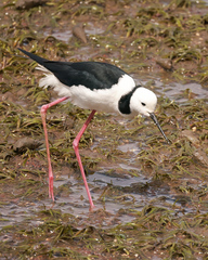 Himantopus leucocephalus