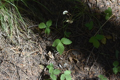 Fragaria