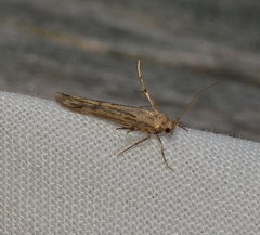 Stathmopoda mesombra