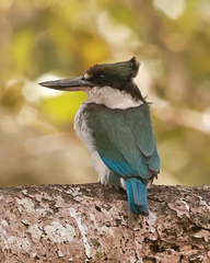 Todiramphus sordidus