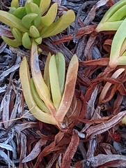 Carpobrotus edulis