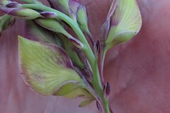 Polygala bracteolata