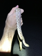 Pituophis catenifer affinis