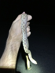 Pituophis catenifer affinis