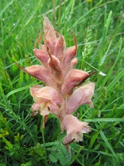 Orobanche caryophyllacea