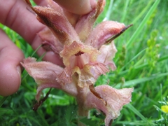 Orobanche caryophyllacea