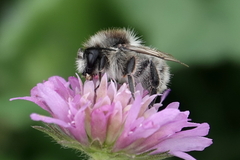 Bombus sylvarum