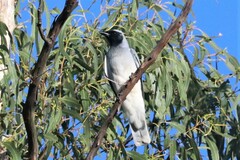 Coracina novaehollandiae