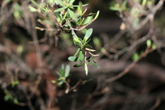 Leptospermum trinervium