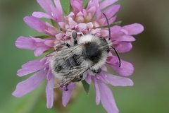 Bombus sylvarum