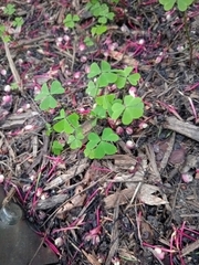 Oxalis