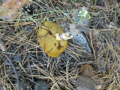Suillus luteus