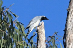 Coracina novaehollandiae