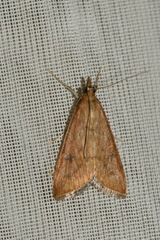 Udea ferrugalis