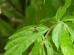 Choreutis basalis