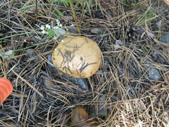 Suillus luteus