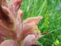 Orobanche caryophyllacea