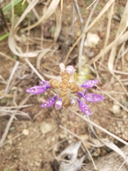 Coleus lasianthus