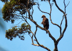 Nisaetus cirrhatus