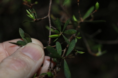 Leptospermum trinervium