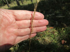 Achnatherum sibiricum
