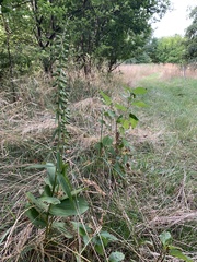 Epipactis helleborine