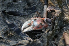 Metacarcinus magister