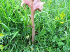 Orobanche caryophyllacea