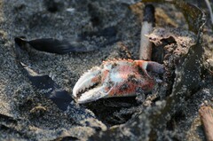 Metacarcinus magister