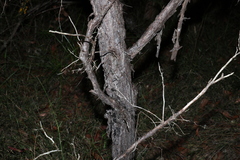 Leptospermum trinervium