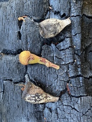 Eucalyptus tetrodonta