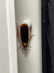 Methana athertonensis