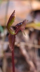 Chiloglottis